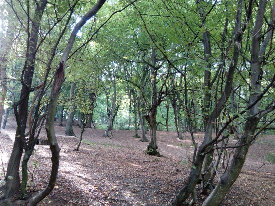 Hoia Baciu Forest