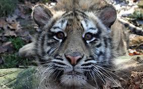 Zoo Tirgu Mures